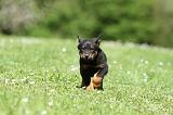 BEAUCERON - PUPPIES 338